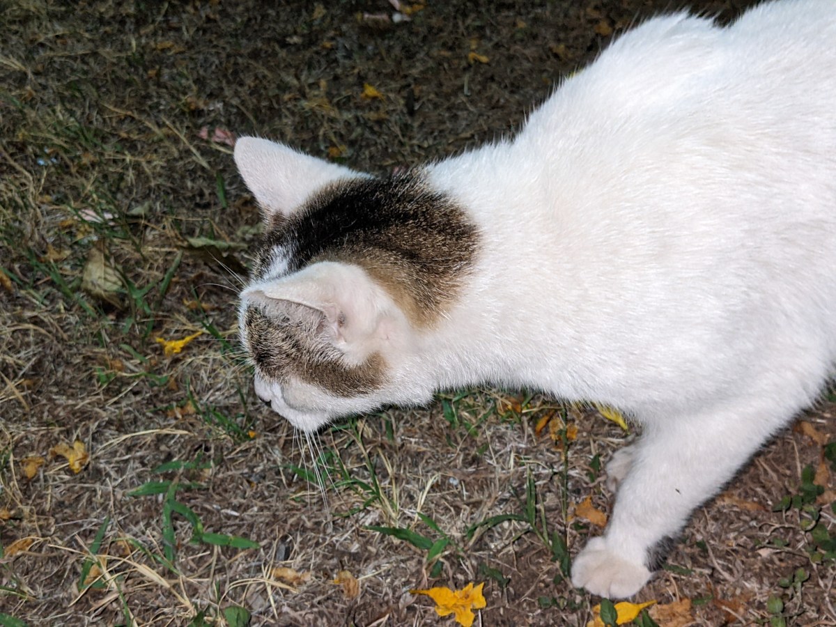 Arthur, October 28, 2022