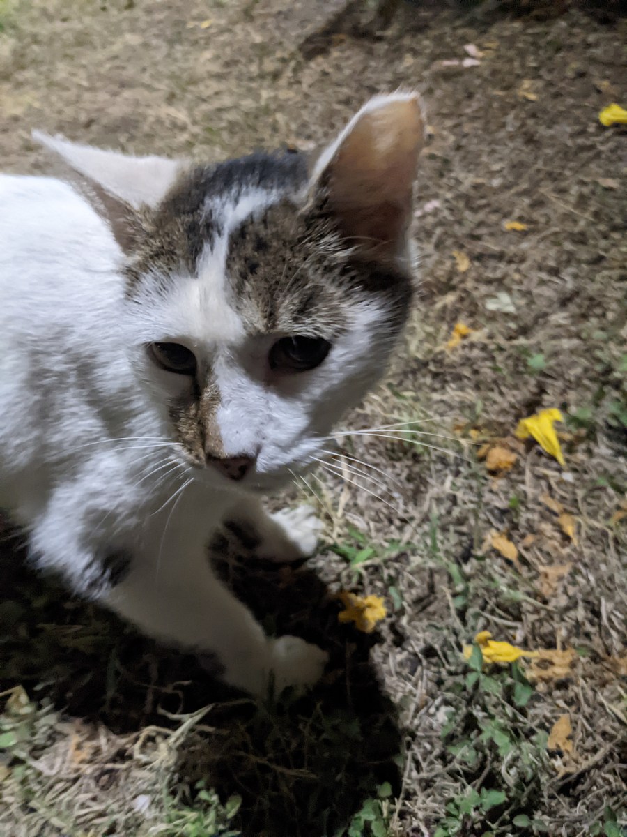 Arthur, October 28, 2022