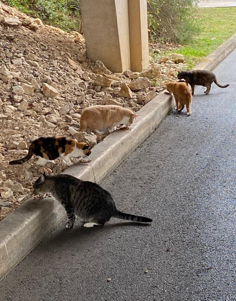 Business Kitties, December 25, 2021