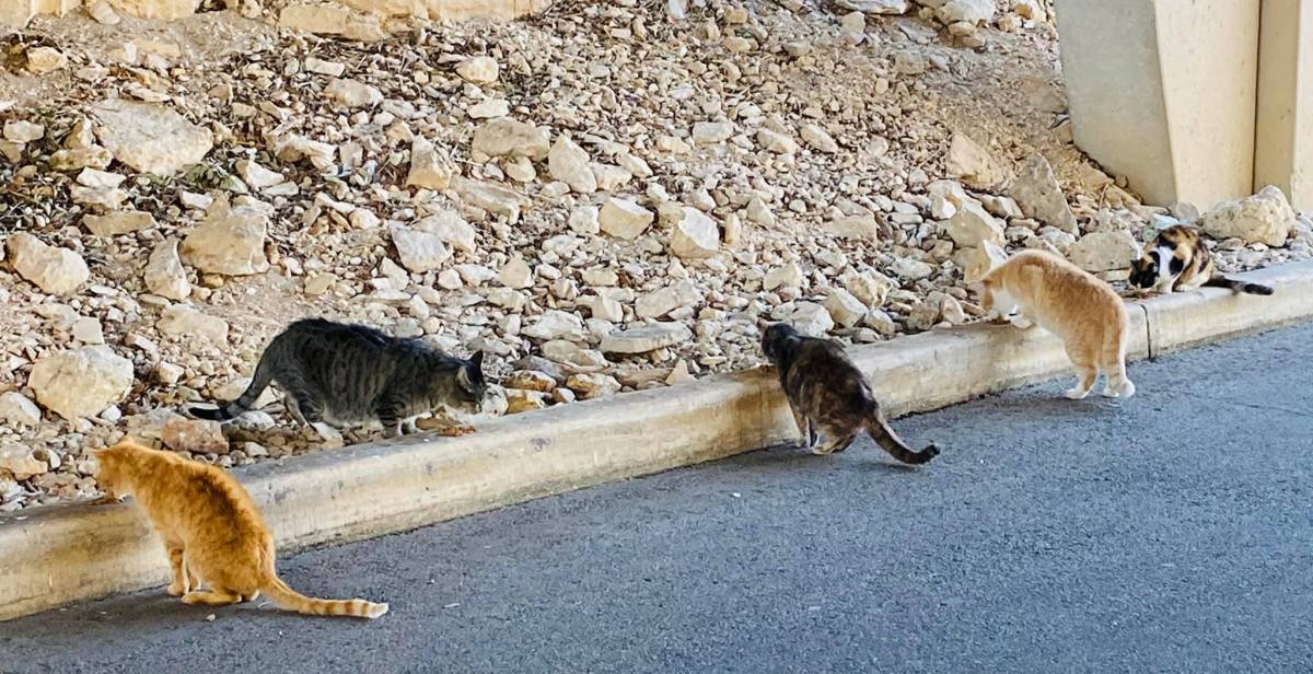 Business Kitties, February 6, 2022