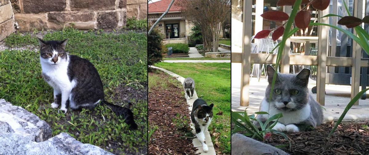Arthur's brother, BeBe & their mom, Gray Mama