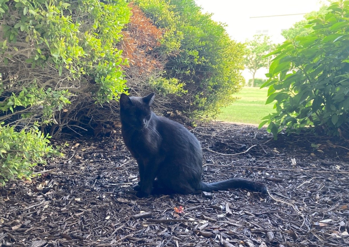 Lucifer, June 12, 2022