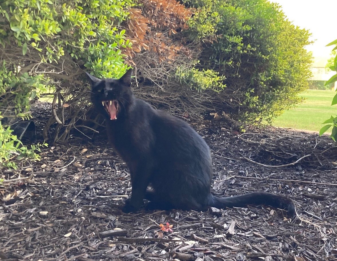 Lucifer, June 12, 2022