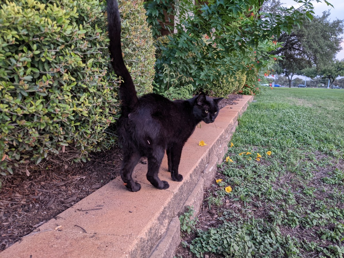 Lucifer, September, 5, 2022