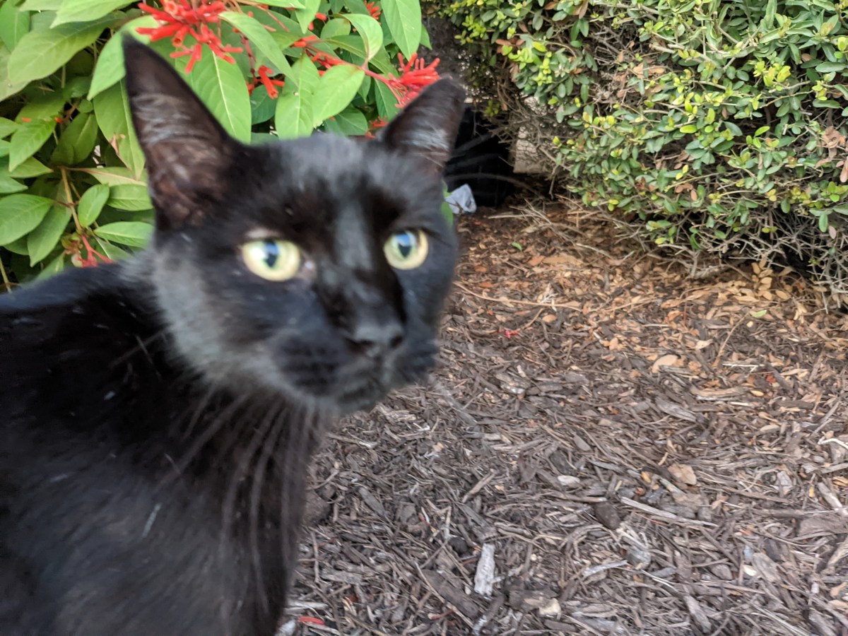 Lucifer, September, 5, 2022