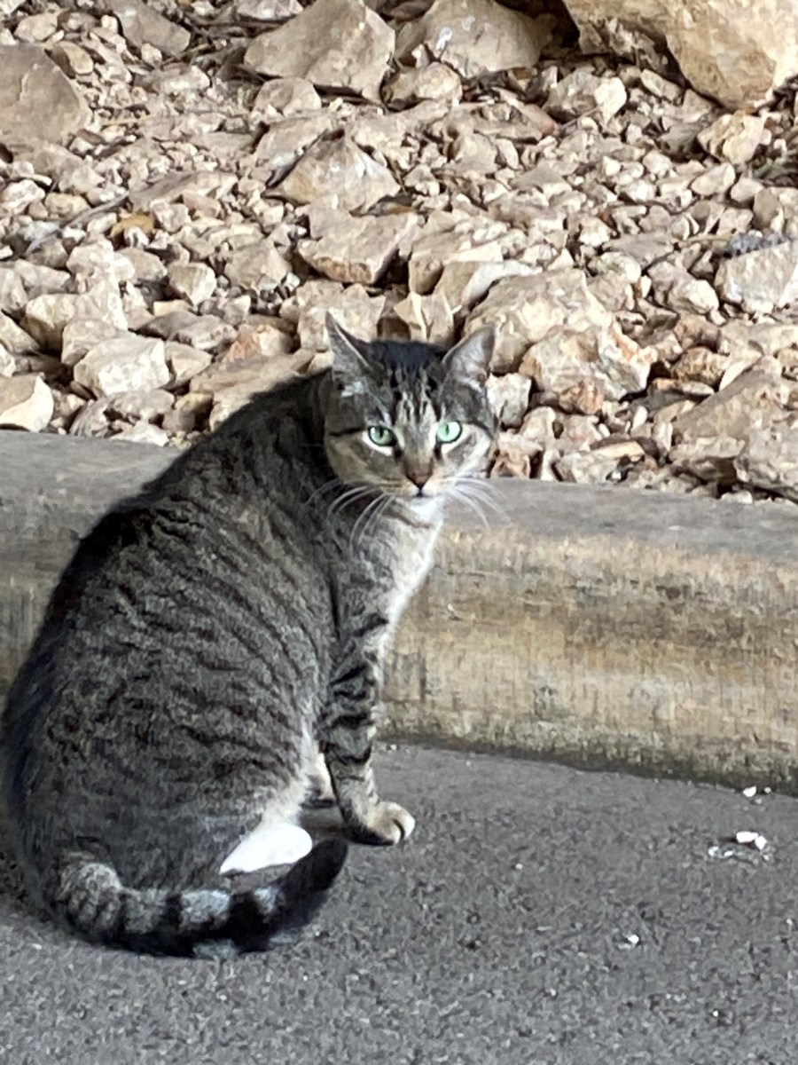 Tigger, February 20, 2023