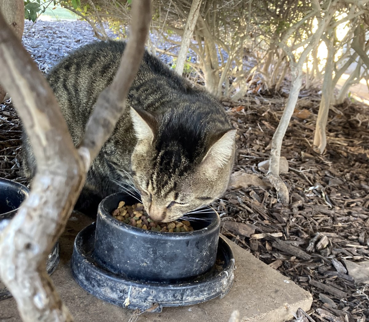 Troy, December 25, 2022