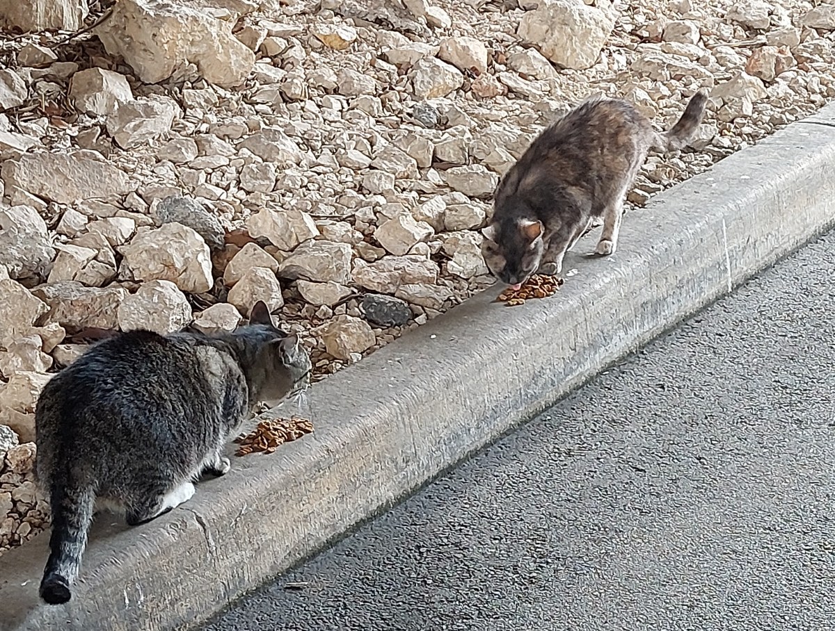 Tigger & Chloe, April 9, 2023