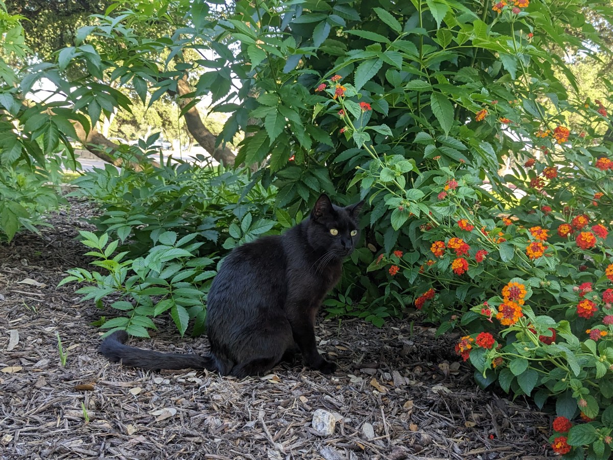 Lucifer, June 8, 2023