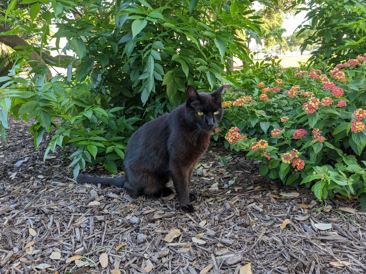 Lucifer, June 6, 2023