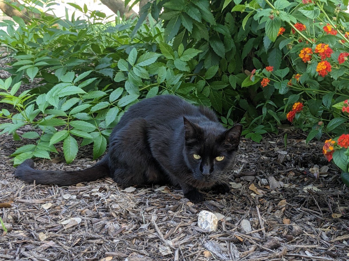 Lucifer, June 8, 2023