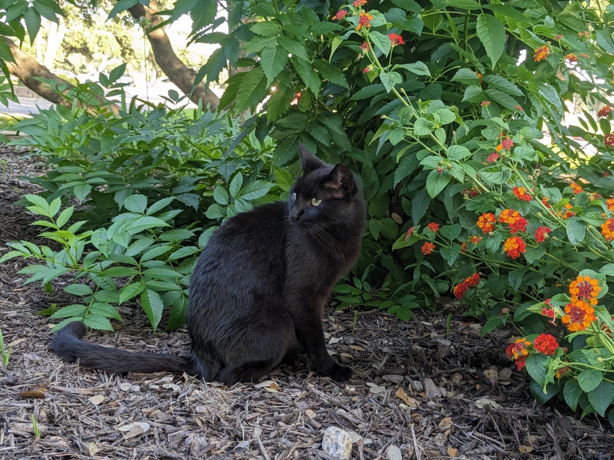 Lucifer, June 8, 2023