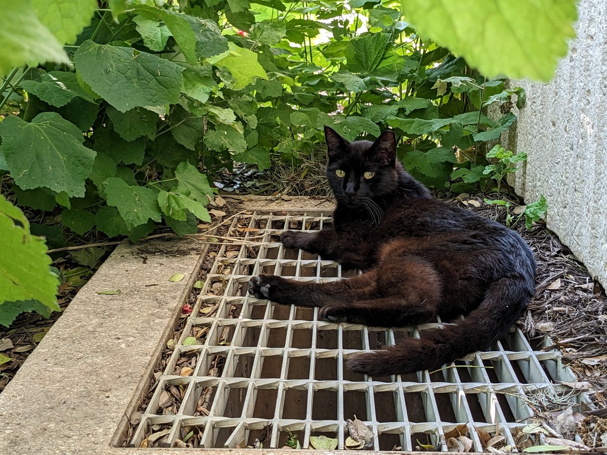 Lucifer, June 16, 2023