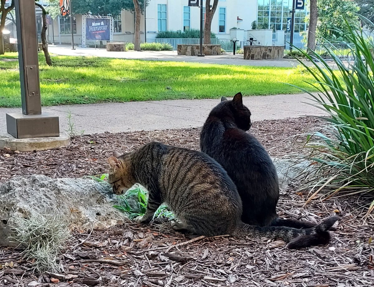 Troy & Lucifer, June 7, 2023