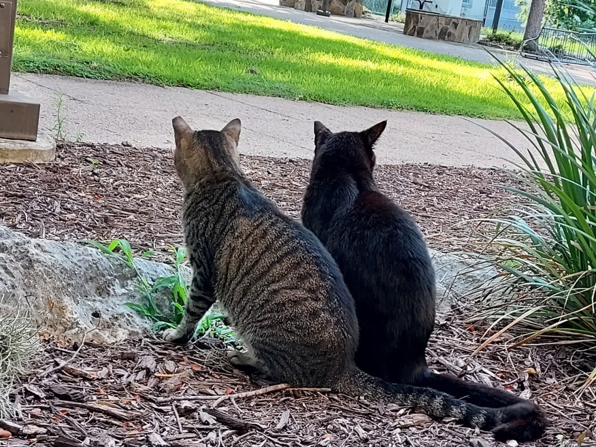 Troy & Lucifer, June 7, 2023