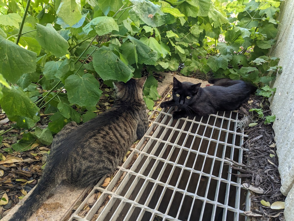 Troy and Lucifer, June 27, 2023