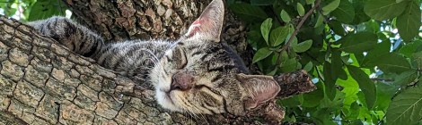 Mason sleeping in the tree, July 24, 2023