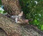 Mason sleeping in the tree, July 24, 2023
