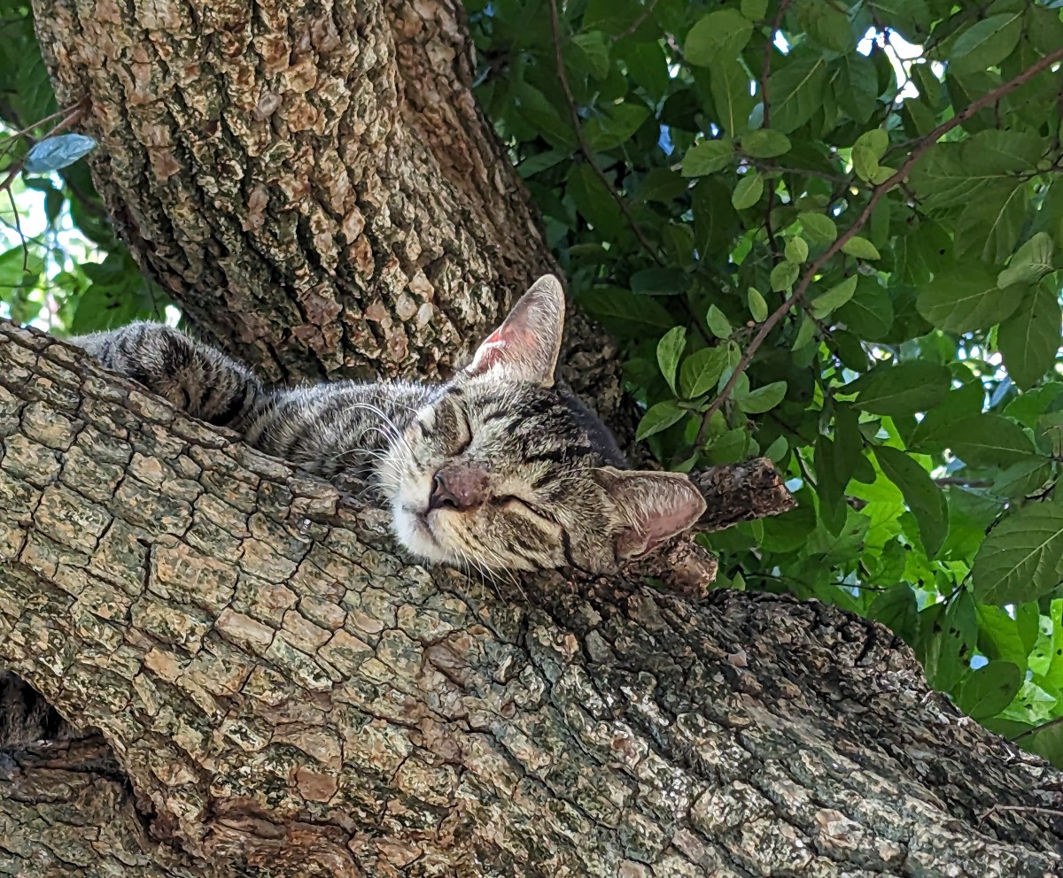 Mason sleeping in the tree, July 24, 2023