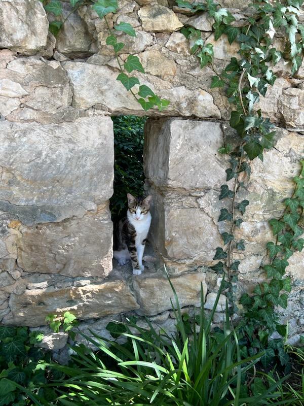 Maverick in the garden wall, July 20, 2023