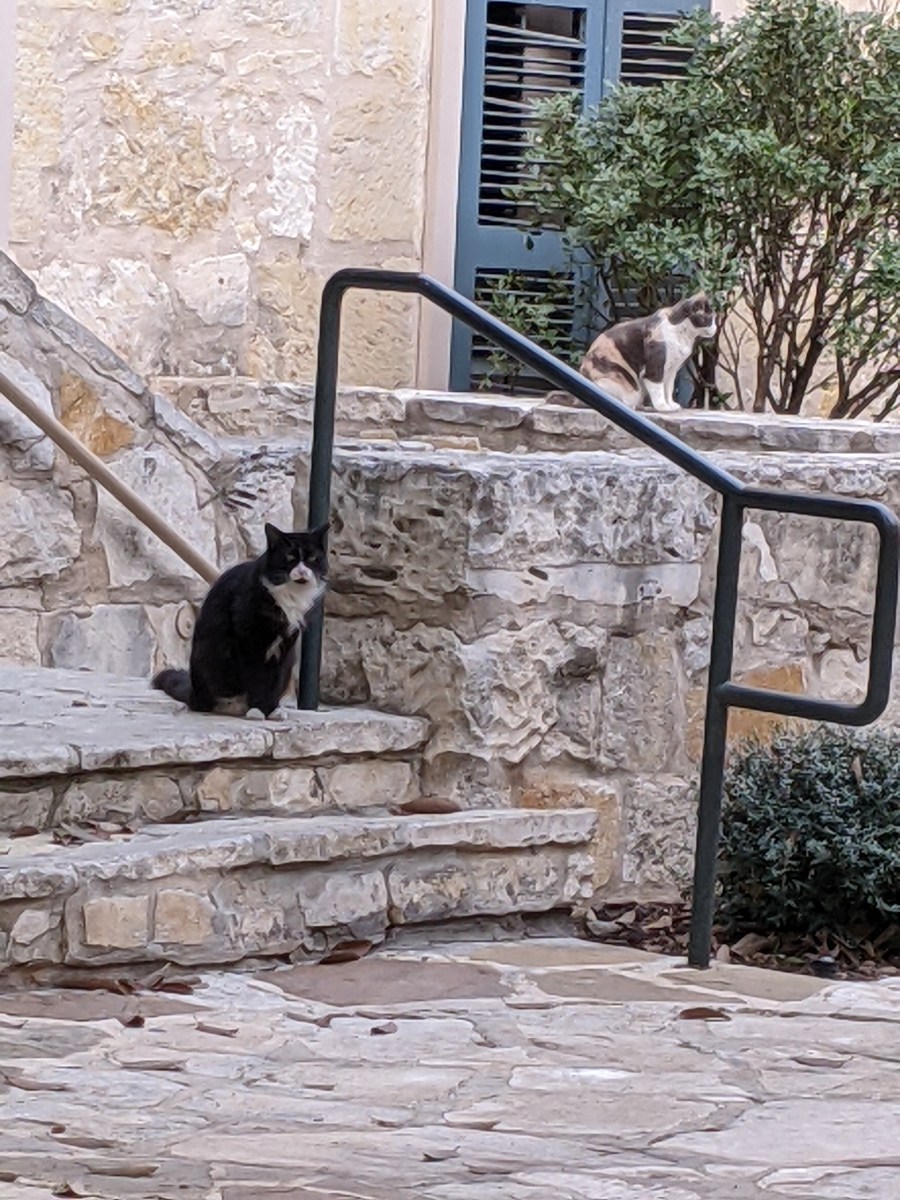 Whiskers & Patches, January 9, 2023