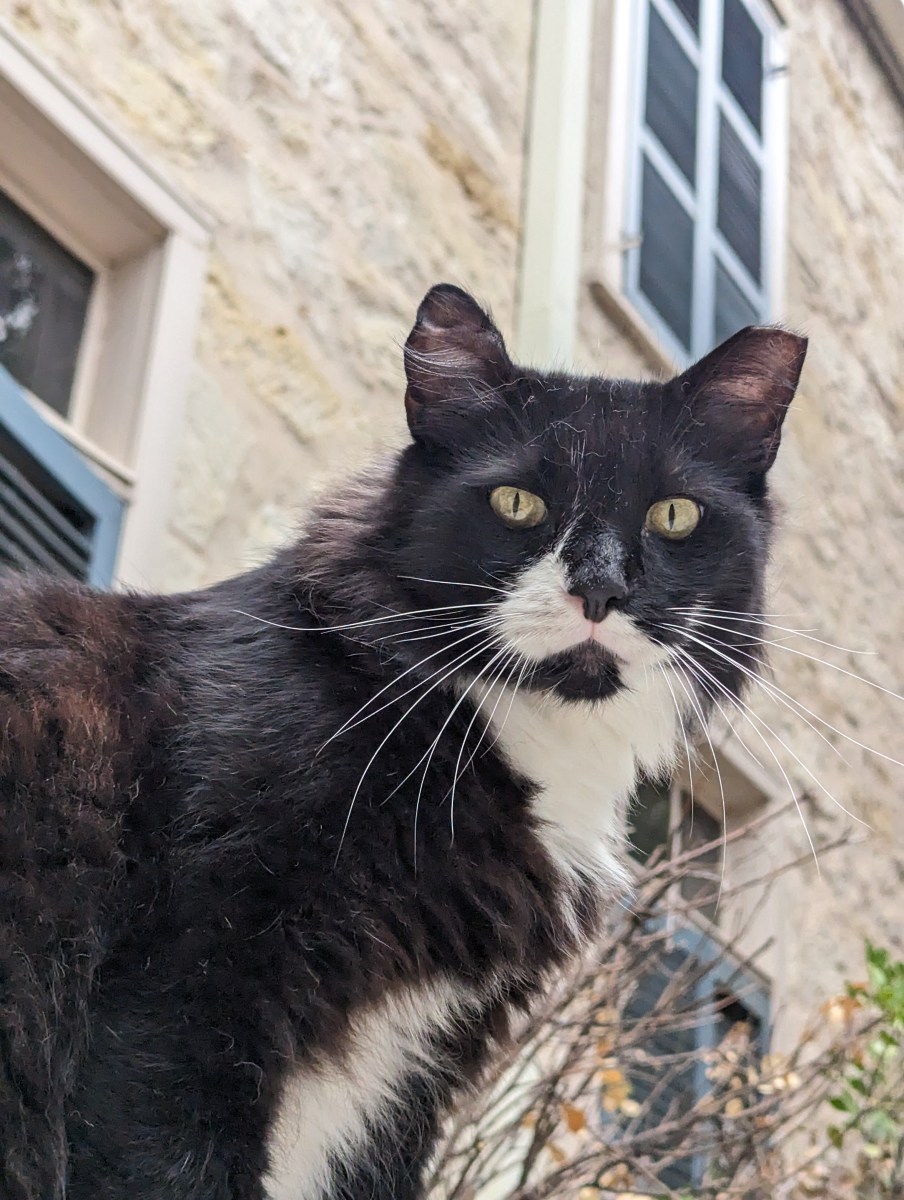 Whiskers, July 24, 2023