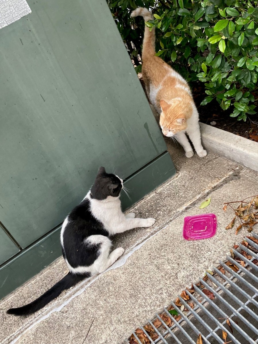 Nicky & Harry, July 19, 2023