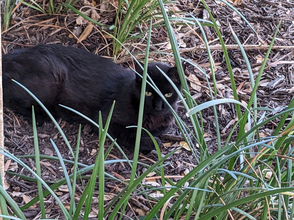 Lucifer, August 18, 2023