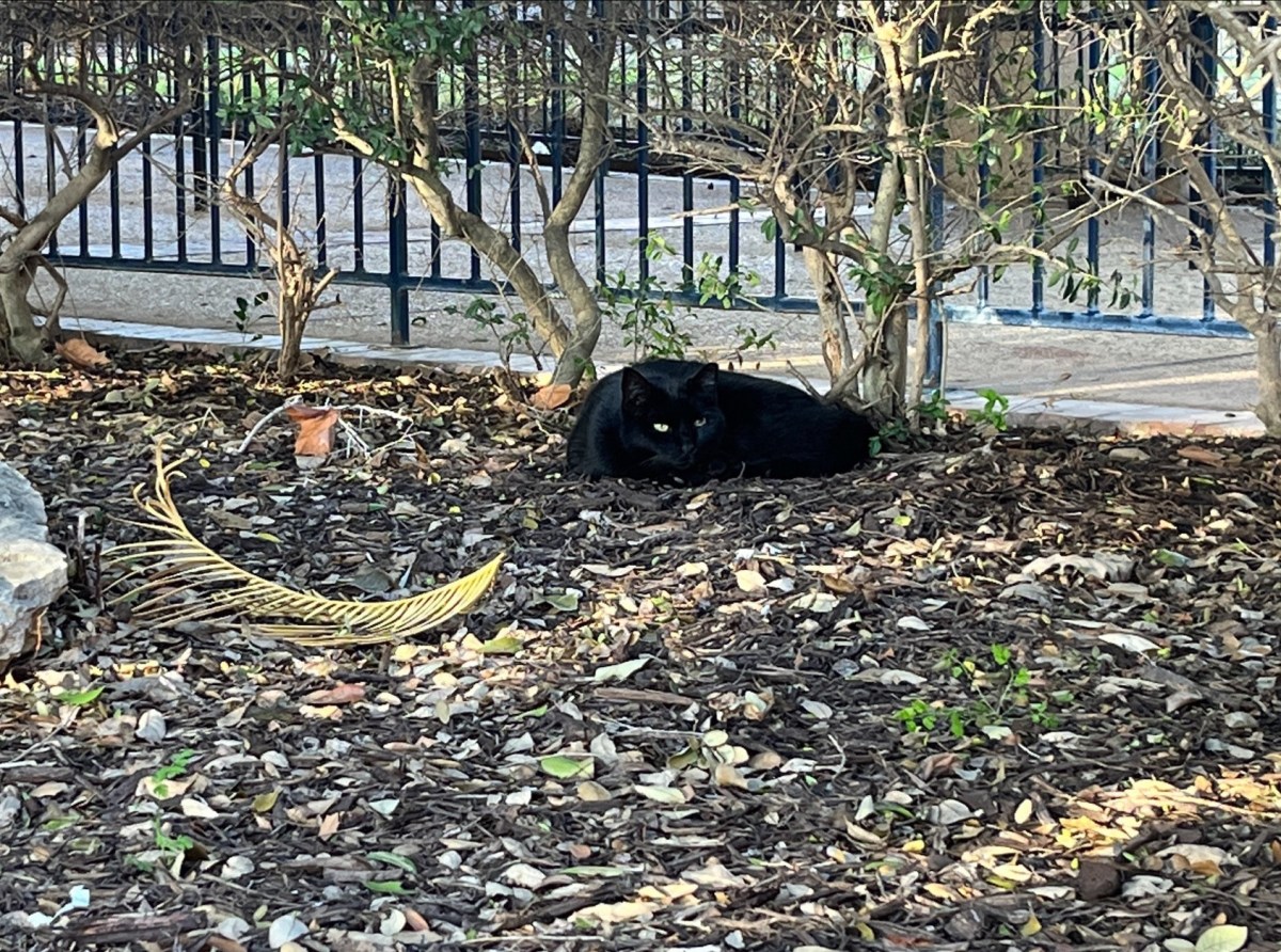 Lucifer, February 15, 2023