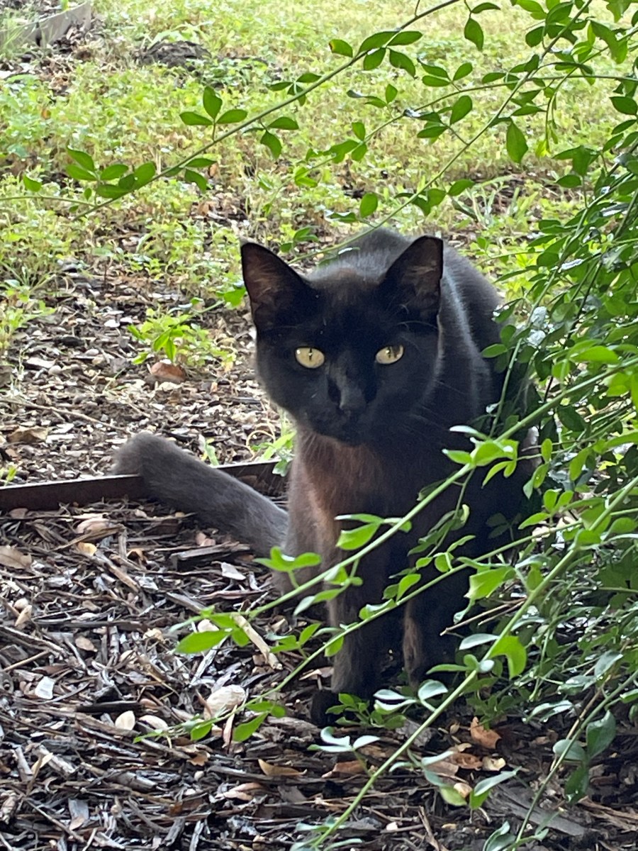 Lucifer, July 3, 2023