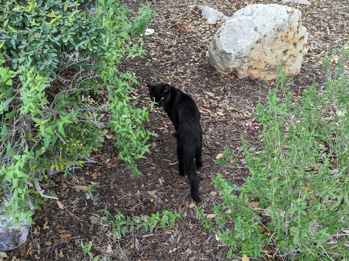 Lucifer, October 13, 2023