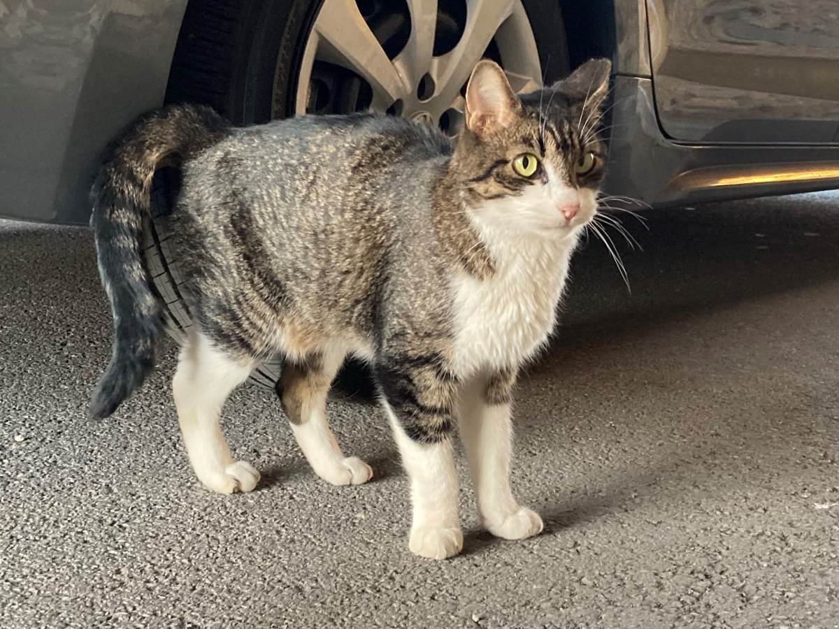 Bootsie, October 19, 2023