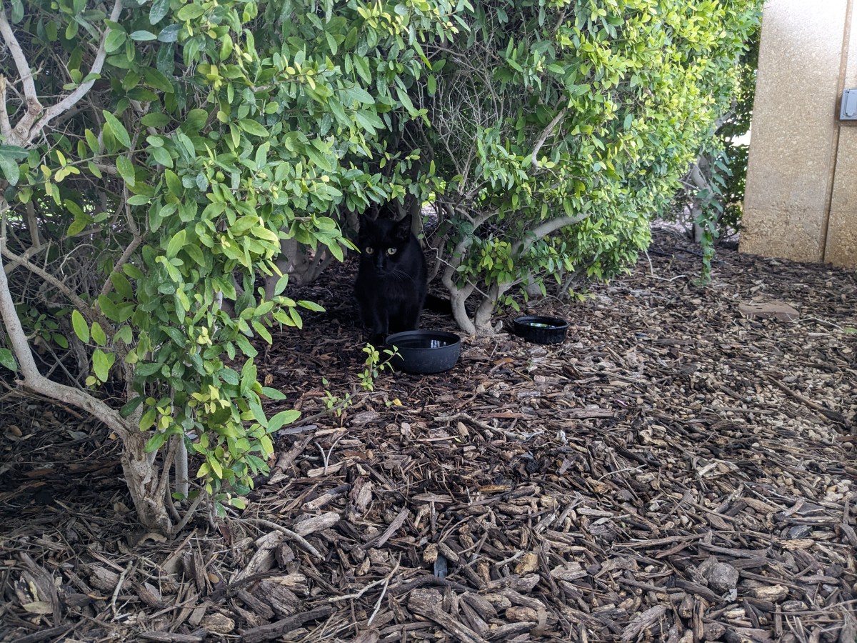 Lucifer, drinking water, October 24, 2023