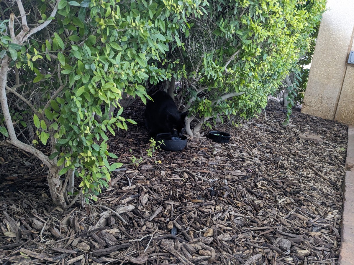 Lucifer, drinking water, October 24, 2023