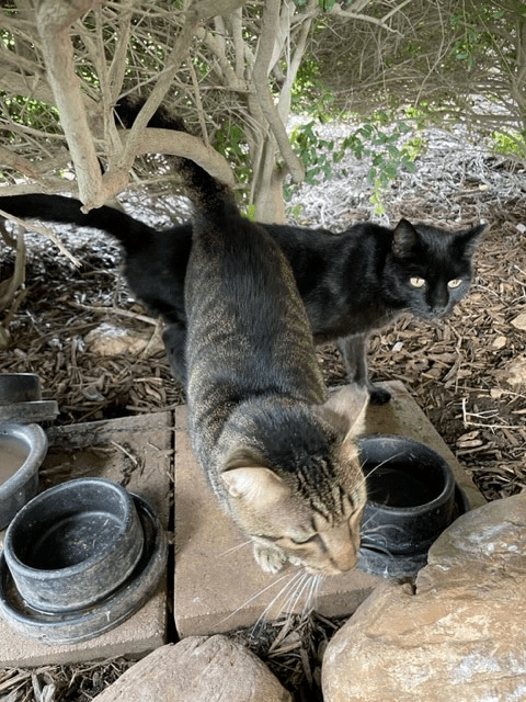 Troy & Lucifer, waiting for their breakfast