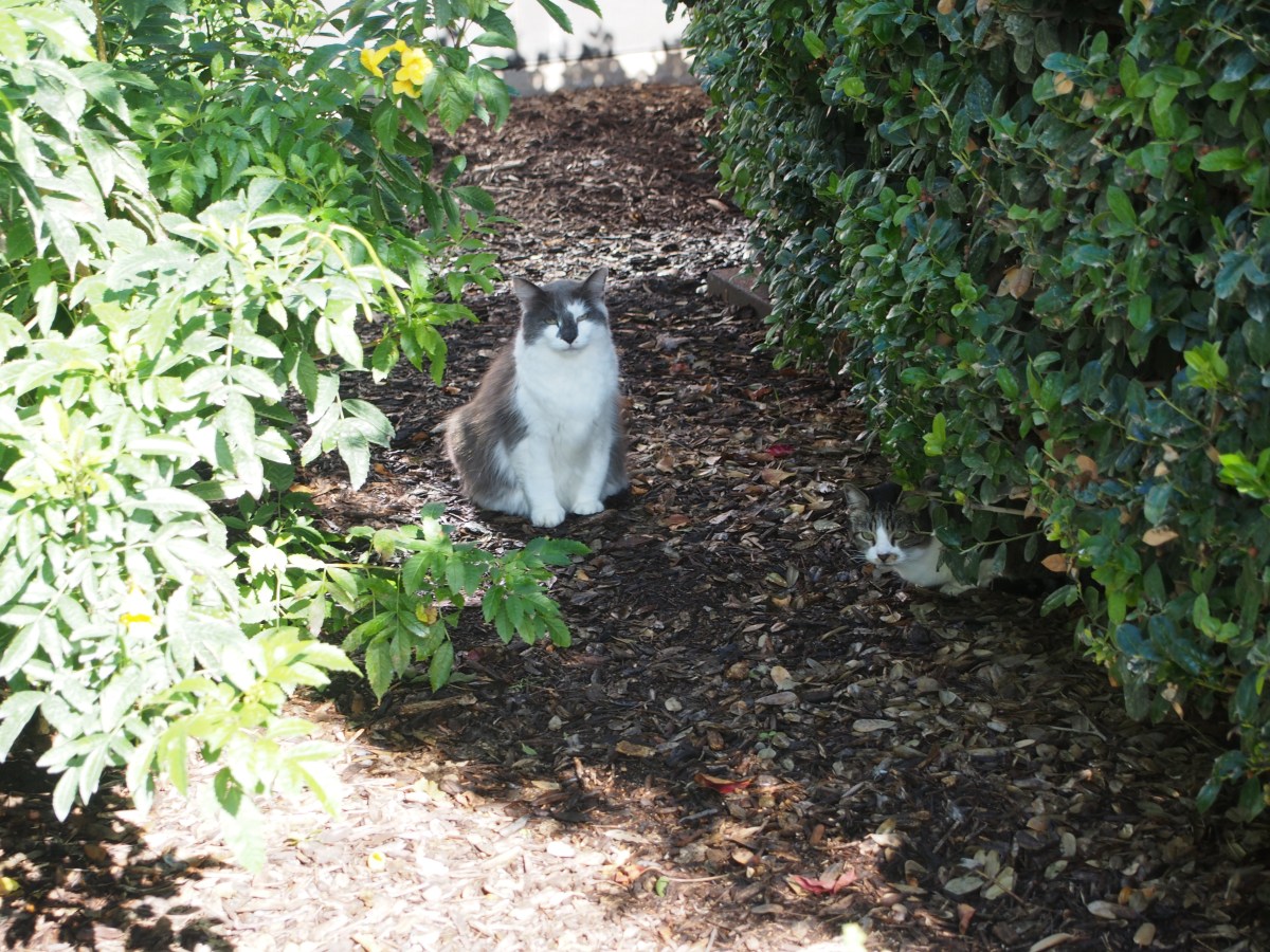 Charlie & Hobbs, November 25, 2023