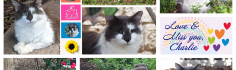 Charlie, Rest In Peace, December, 2023