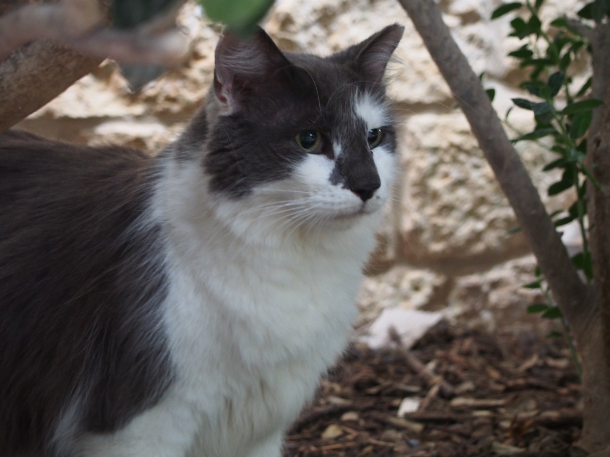 Charlie, November 25, 2023