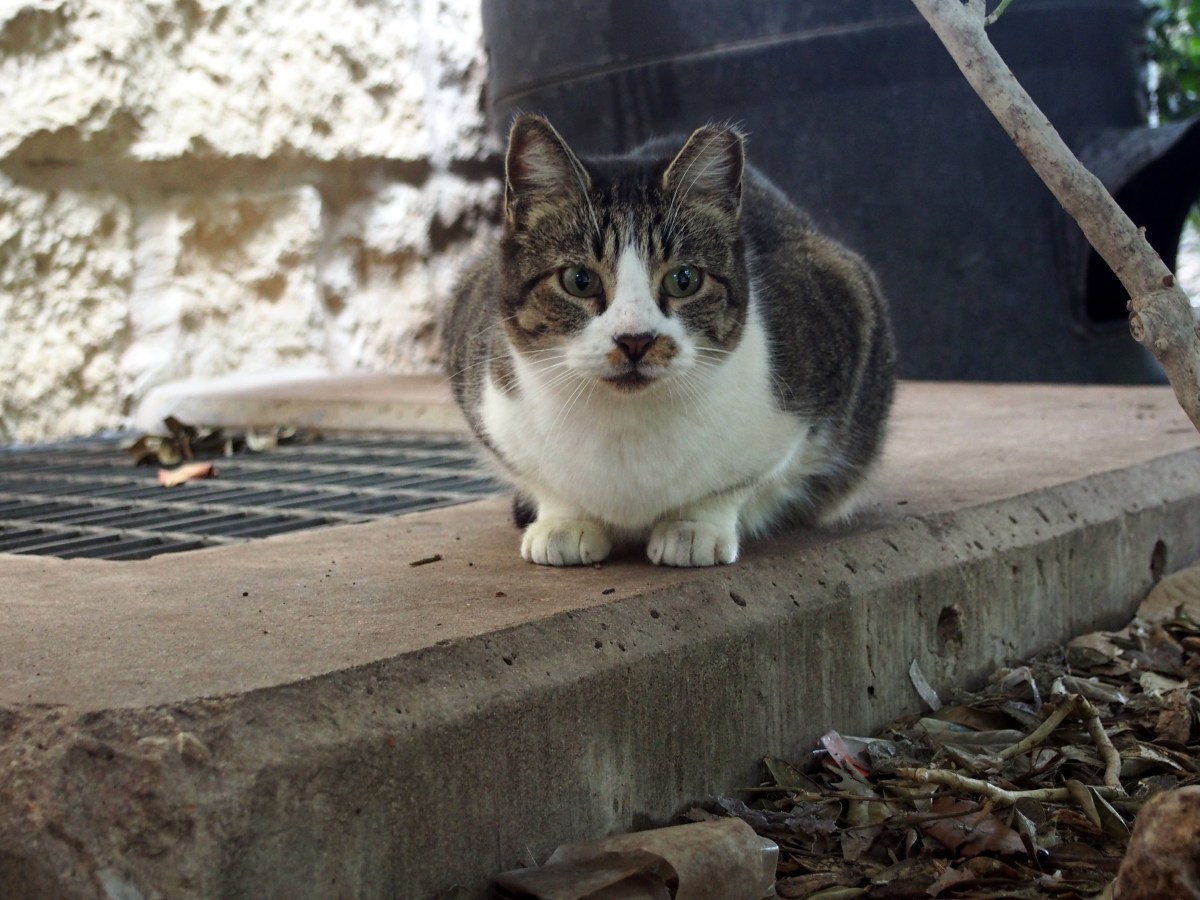 Hobbs, November 25, 2023