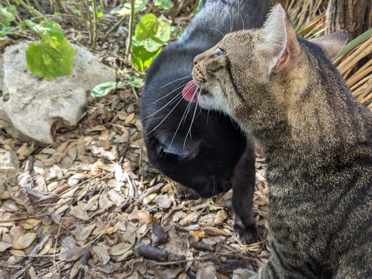 Lucifer & Troy, November 17, 2023