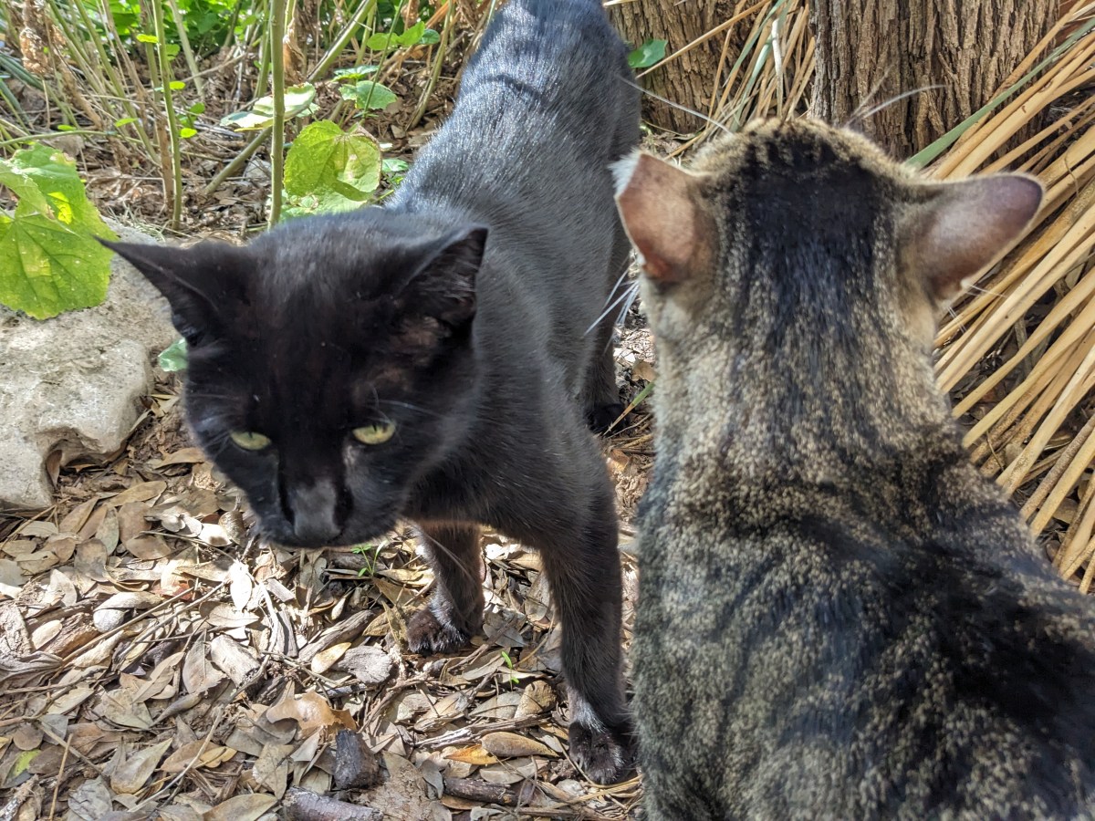 Lucifer & Troy, November 17, 2023