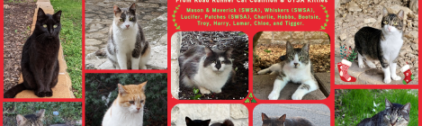Happy Holidays from RRCC & UTSA Kitties