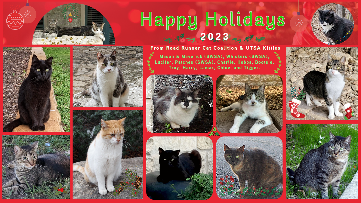 Happy Holidays from RRCC & UTSA Kitties