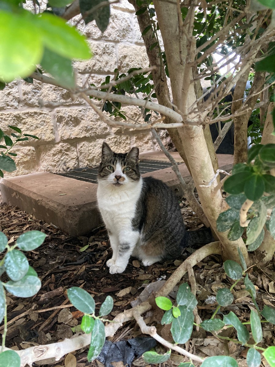 Hobbs, December 15, 2023