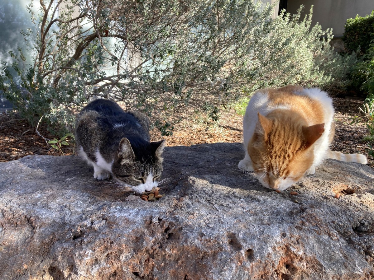 Hobbs & Harry, December 15, 2023