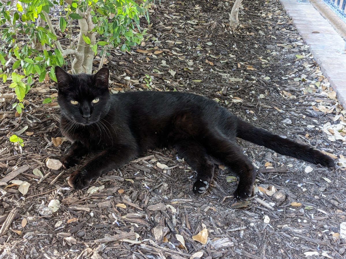 Lucifer, March 13, 2024