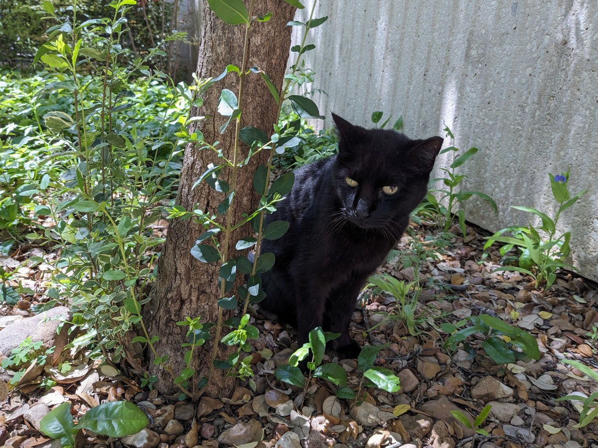 Lucifer, March 22, 2024