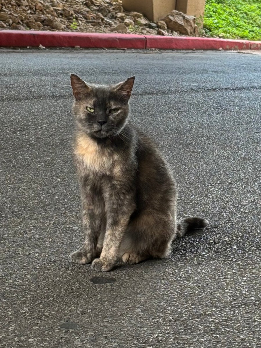 Chloe, November 17, 2025