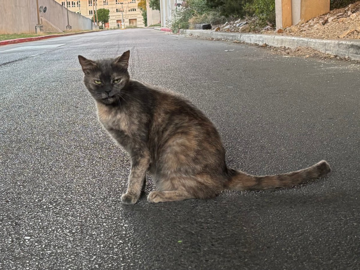 Chloe4 November 17, 2025